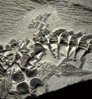 Stunning fossils: Mother giving birth