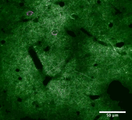 New Scientist. Science news and long reads from expert journalists, covering developments in science, technology, health and the environment on the website and the magazine.