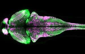 Glowing 'tattoo' captures 3D snapshot of brain activity