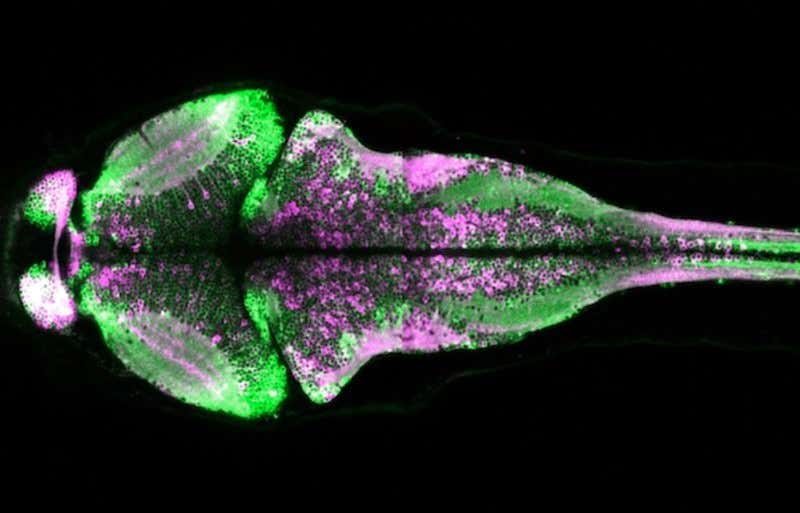 Glowing 'tattoo' captures 3D snapshot of brain activity