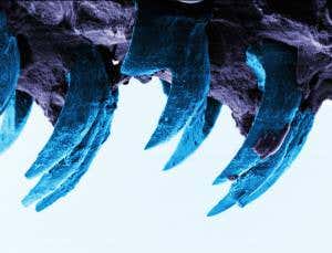 Stretchy limpet teeth are nature's strongest material