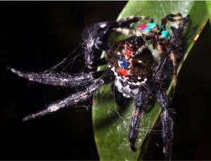 Zoologger: Oral sex may be a life saver for spider