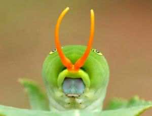 Smelly caterpillar dresses as snake to avoid predators