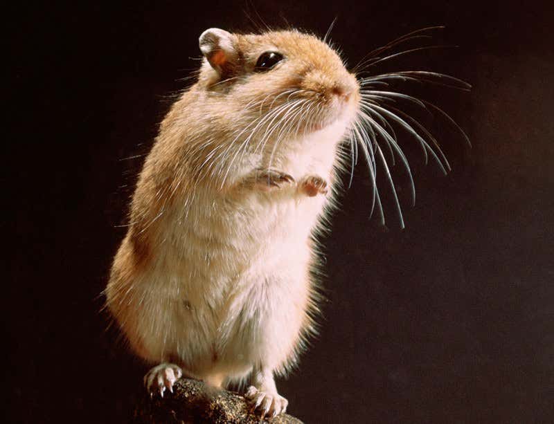 New Scientist. Science news and long reads from expert journalists, covering developments in science, technology, health and the environment on the website and the magazine.