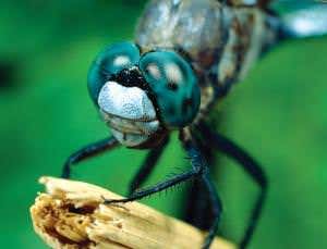 Dragonfly eyes see the world in ultra-multicolour