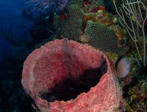 Were early seas transformed by sponge microbiome?