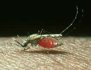 Drug-resistant malaria poised to cross into India