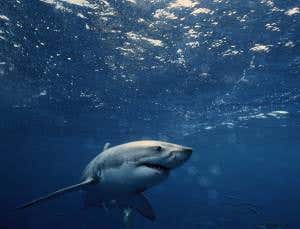 Putting animals online: Does it protect or destroy?