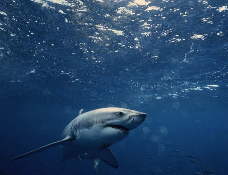 New Scientist. Science news and long reads from expert journalists, covering developments in science, technology, health and the environment on the website and the magazine.