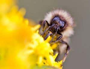 Memory lapse draws bumblebees to untried flowers