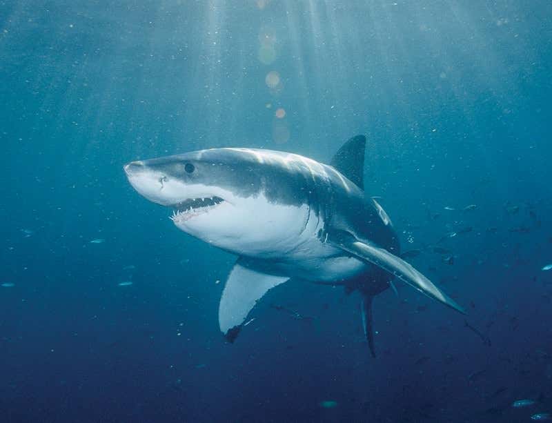 New Scientist. Science news and long reads from expert journalists, covering developments in science, technology, health and the environment on the website and the magazine.