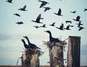 Cormorants: the world's most hated bird?