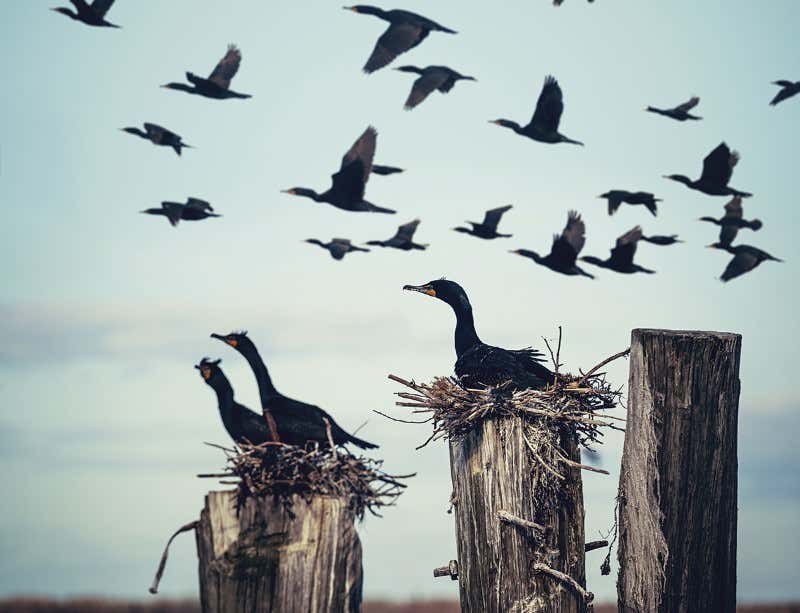 New Scientist. Science news and long reads from expert journalists, covering developments in science, technology, health and the environment on the website and the magazine.
