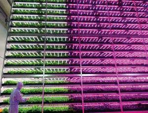 Sun-free farming: Indoor crops under the spotlight