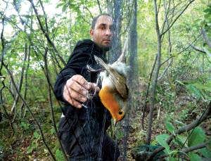 Risking everything to save songbirds