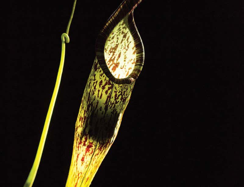 Tiny bat makes home in a carnivorous plant