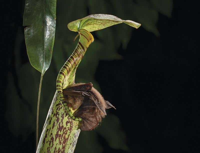 Tiny bat makes home in a carnivorous plant