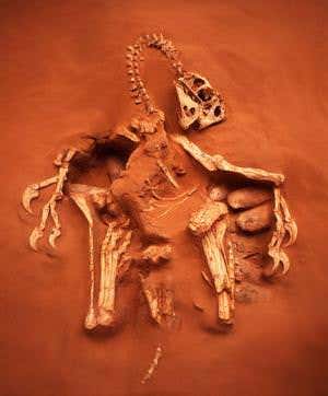 Stunning fossils: The seven most amazing ever found