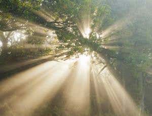 Hungry insects may halve forest carbon sink capacity