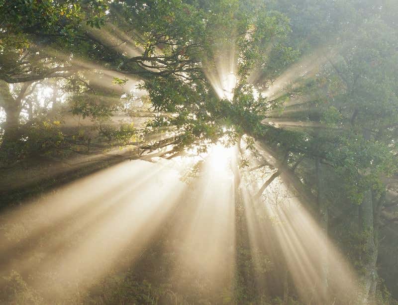 New Scientist. Science news and long reads from expert journalists, covering developments in science, technology, health and the environment on the website and the magazine.