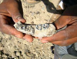 Oldest known member of human family found in Ethiopia