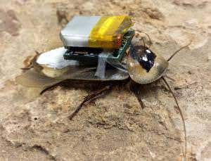 Cyborg cockroach has its nerves controlled wirelessly