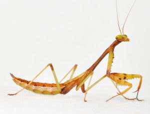 Watch a praying mantis perform acrobatic jumps