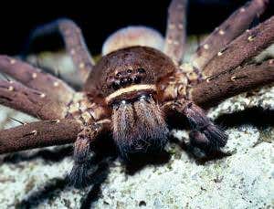 Zoologger: Moustache helps hipster spider catch prey