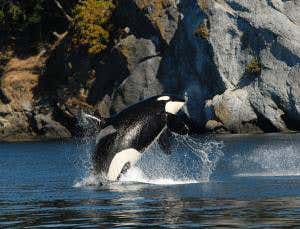 Post-menopausal orcas' wisdom helps family survive
