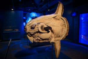 Sunfish and sharks get the Body Worlds treatment