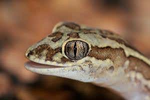 Watch this gecko's explosive self-cleaning trick