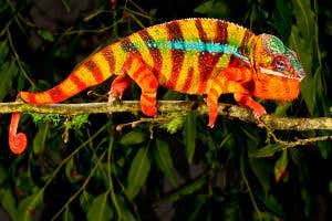 Chameleons don't change colour, they use smart mirrors