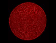 Tag valuables with a plastic fingerprint