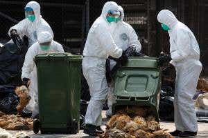 Threatwatch: Bird flu's back and it's brought friends