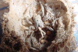 Zoologger: The baby spiders that munch up their mum