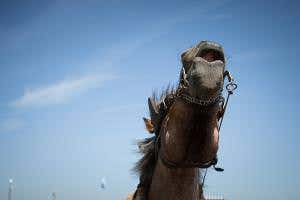 Barry Whites of horse world get all the mares