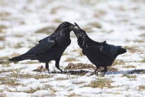 Feathered apes who say thanks with shiny trinkets