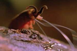 Worm throws Spiderman web – here's how it does it