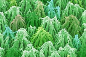 Diamond-coated carbon forest wins photo prize