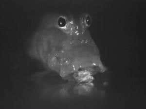 Tongues may have evolved from a mouthful of water