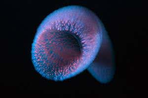 Zoologger: Hollow marine monsters as big as whales