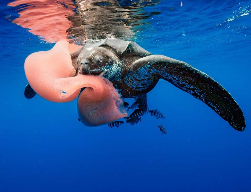 New Scientist. Science news and long reads from expert journalists, covering developments in science, technology, health and the environment on the website and the magazine.