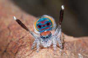 Wizards of Oz: World's cutest and most awesome spiders
