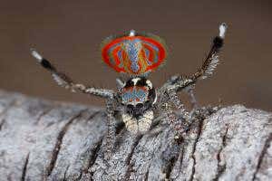 Wizards of Oz: World's cutest and most awesome spiders