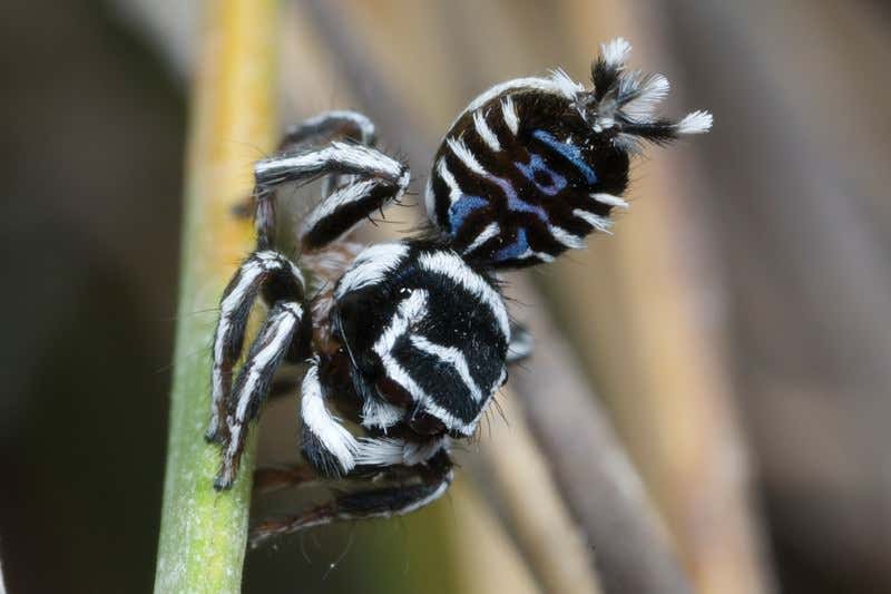 Wizards of Oz: World's cutest and most awesome spiders