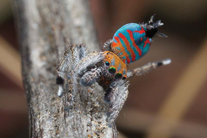 Wizards of Oz: World's cutest and most awesome spiders
