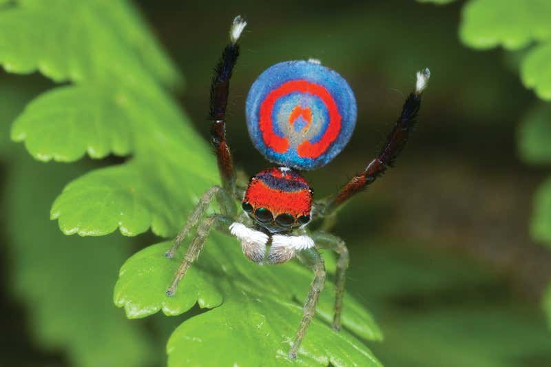Wizards of Oz: World's cutest and most awesome spiders