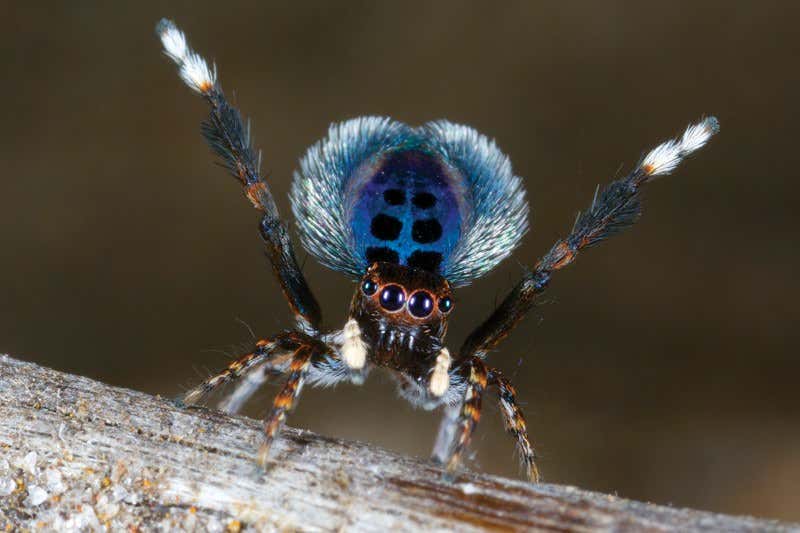 Wizards of Oz: World's cutest and most awesome spiders