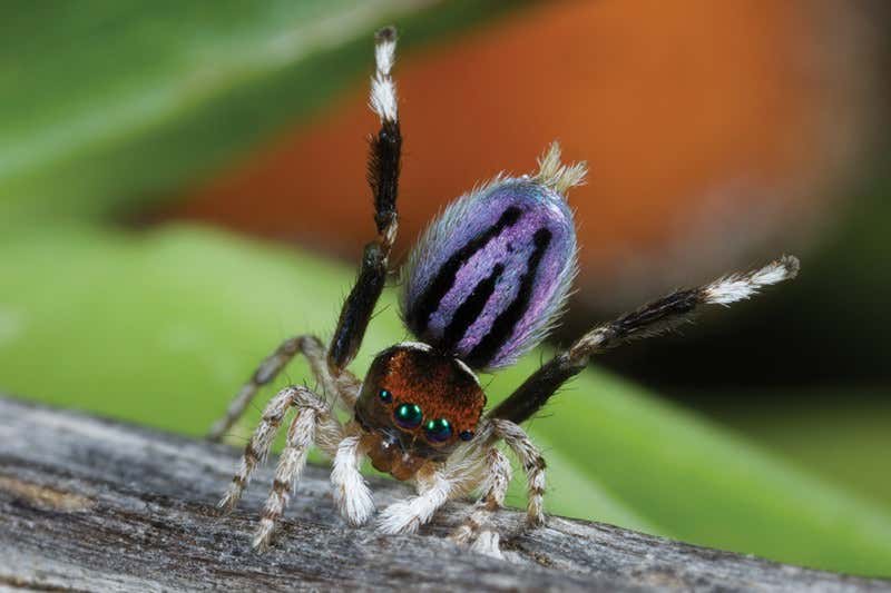 Wizards of Oz: World's cutest and most awesome spiders