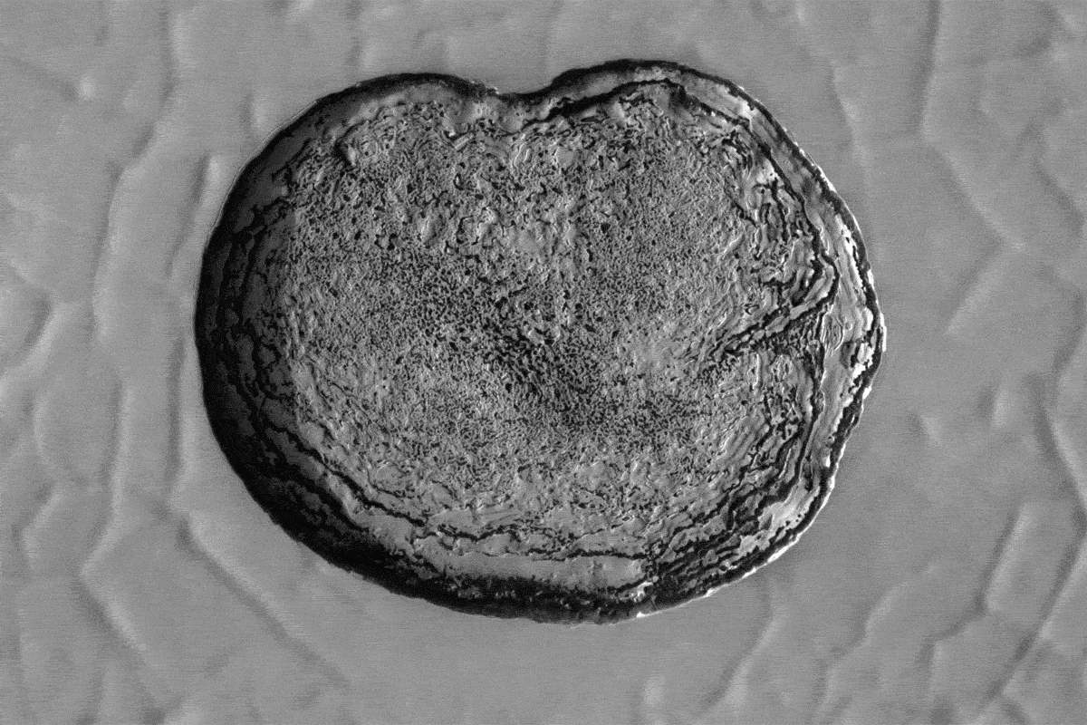 New Scientist. Science news and long reads from expert journalists, covering developments in science, technology, health and the environment on the website and the magazine.